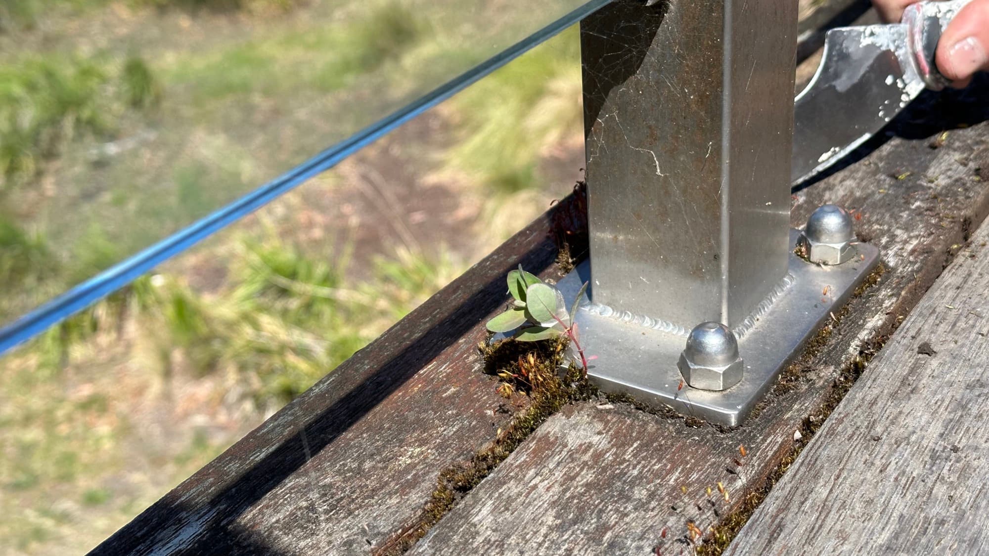 Moss growing in the junction between a stainless balustrade fixing and weathered deck timber.
